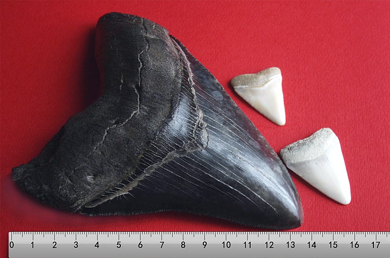 800px-Megalodon_tooth_with_great_white_sharks_teeth-3-2.jpg