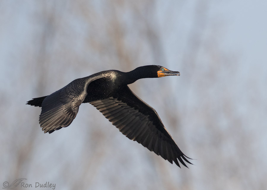 double-crested-cormorant-6836b-ron-dudley.jpg