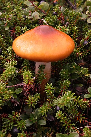 320px-A_Cortinarius_mushroom.jpg