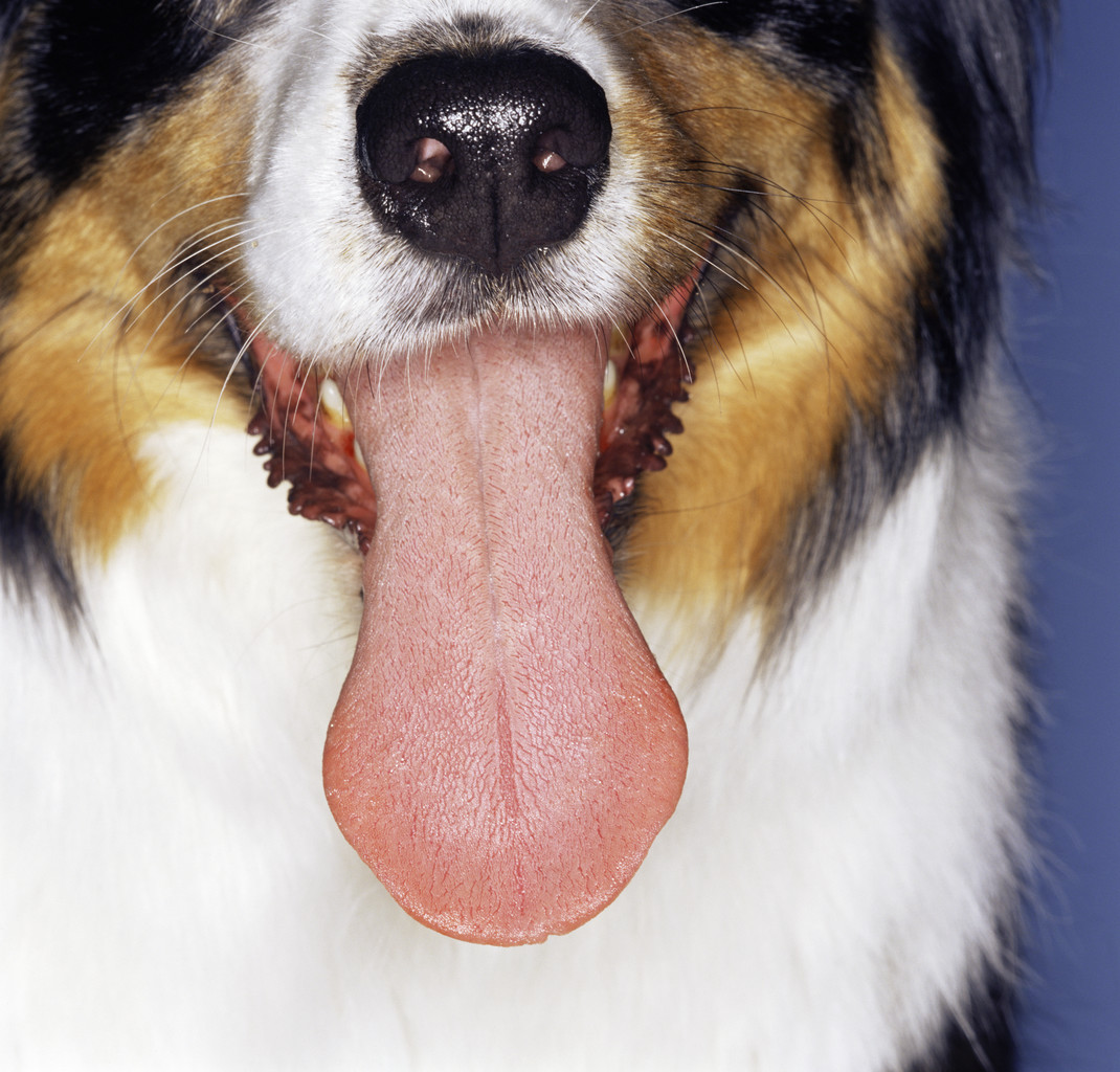 dog-tongue.jpg