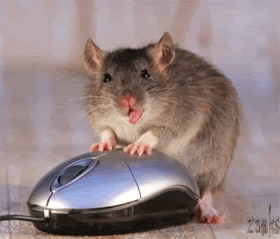 mouse.gif