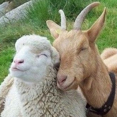 sheep-goats.jpg