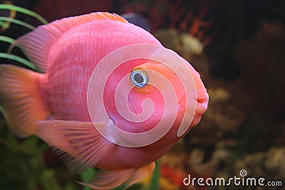 red-parrot-fish-6790078.jpg