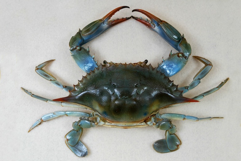 The_Childrens_Museum_of_Indianapolis_-_Atlantic_blue_crab.jpg