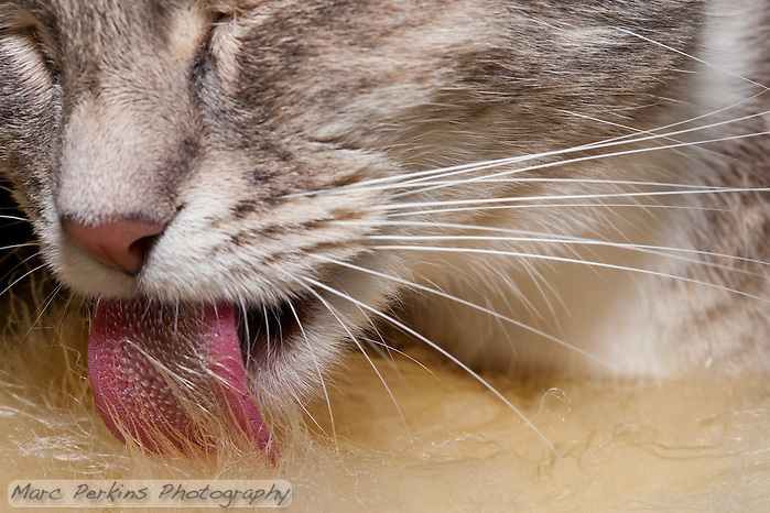 20111126-cat-cleaning-tongue-IMG-7376.jpg