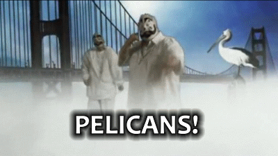 Pelicans.gif