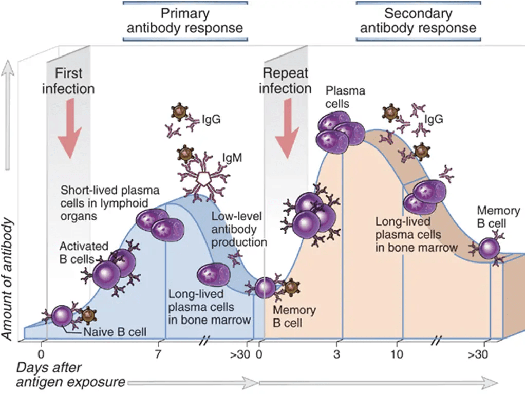 Primary-and-Secondary-Immune-Response.png