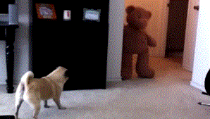 Unexpected+Gifs-17.gif