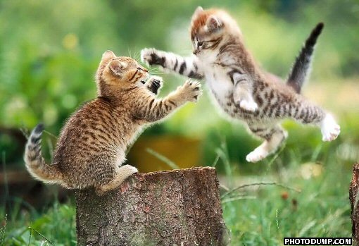 flying-cat-fight-1.jpg