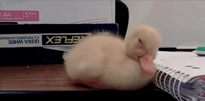 Duckling-Falling-Asleep-on-Desk.gif