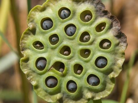 paul-sutherland-close-up-of-a-lotus-water-lily-seed-pod_i-G-38-3873-RE4JF00Z.jpg