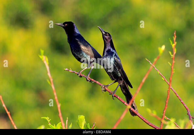 two-boat-tailed-grackles-quiscalus-major-males-wakodahatchee-wetlands-e8dam4.jpg