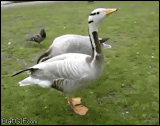 Yisss-Bar-Headed-Goose-Dances-For-More-Bread-Crumbs.gif