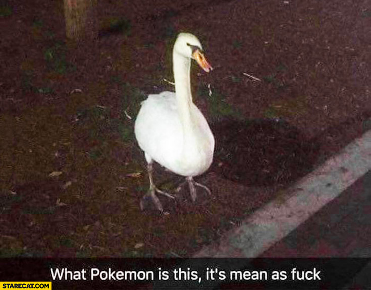 what-pokemon-is-this-its-mean-as-fck-pokemon-go-swan-snapchat.jpg