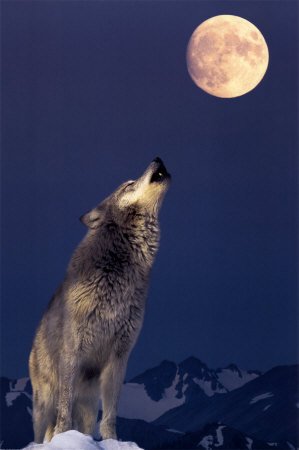 gray-wolf-howling.jpg