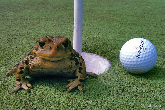 frog-golf-johnson.jpg