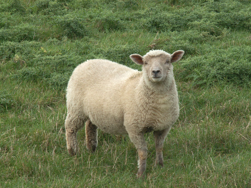 Sheep0007.jpg