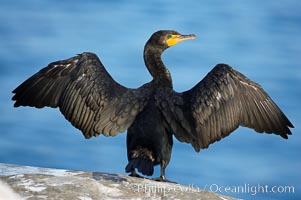 double-crested-cormorant-san-diego-15071.jpg
