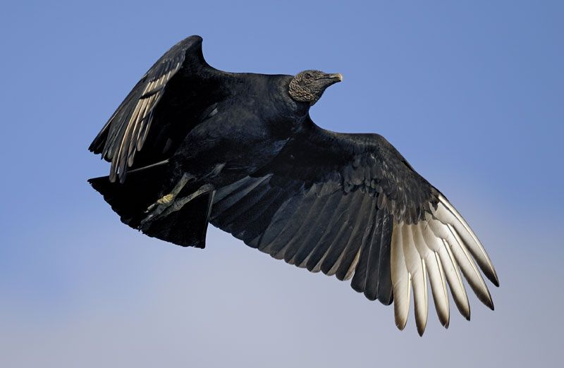 Black-vulture-American.jpg