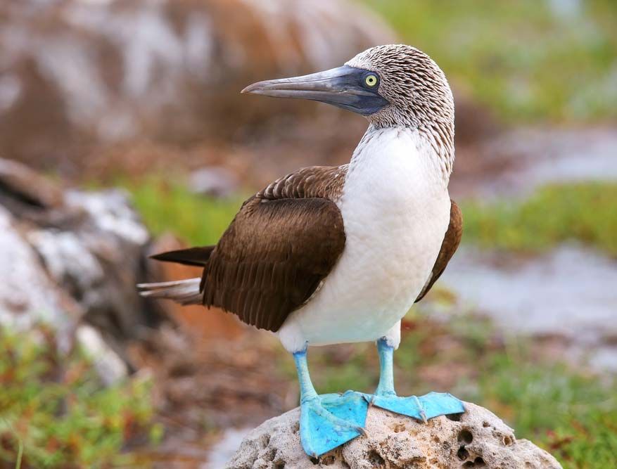 booby-Galapagos-Islands-Ecuador.jpg