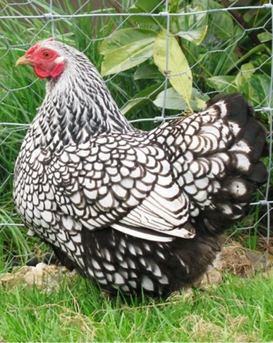 silver-laced-wyandotte.png