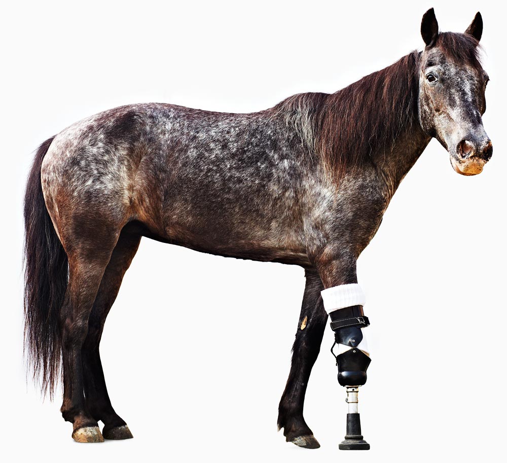 animalprosthetics-horse.jpg
