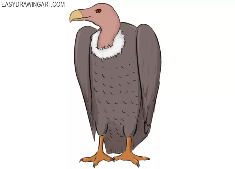 how-to-draw-a-vulture.jpg.webp