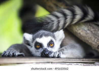 sleepy-lemur-260nw-491610562.jpg