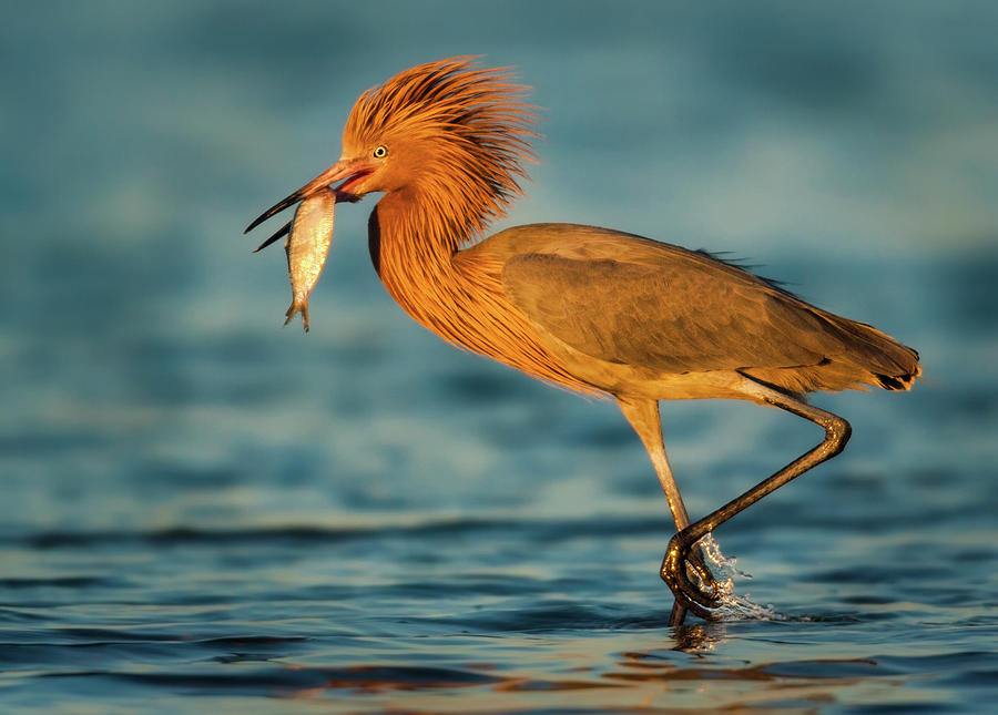 1-reddish-egret-with-fish-jerry-fornarotto.jpg