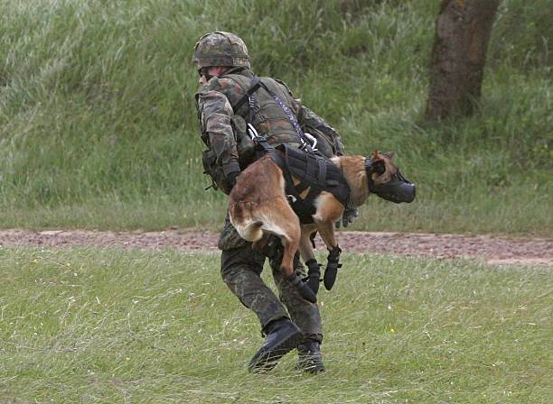 paratrooper-carries-a-dog-specially-trained-for-the-detection-of-as-picture-id71146066