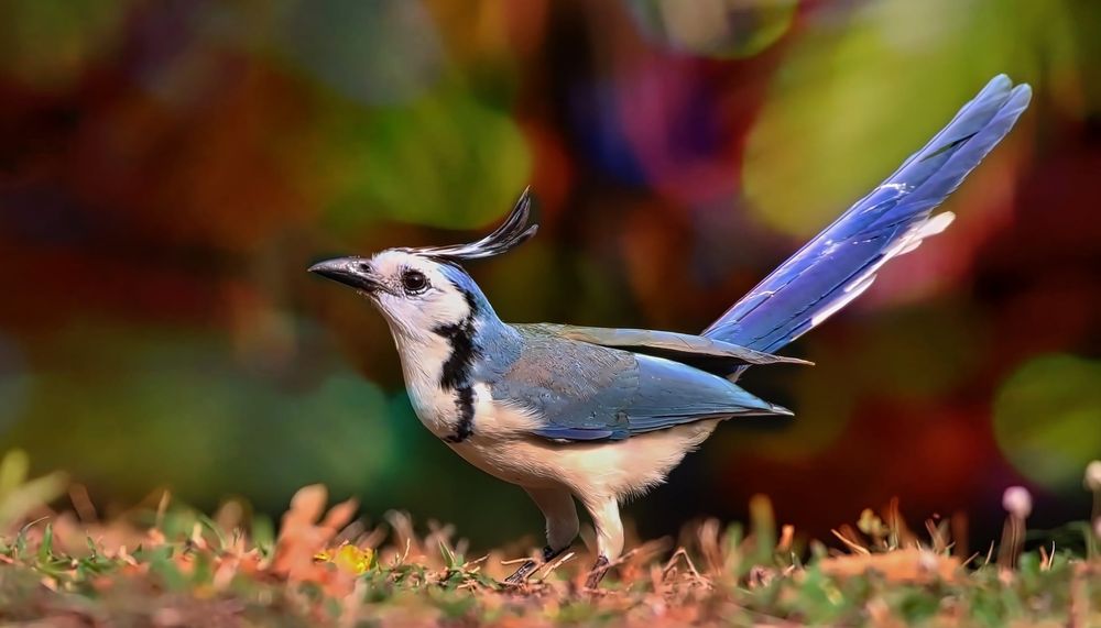 large_White_Throated_Magpie_Jay_21_Facts_You_Won_t_Believe_8bd30288ce.jpg