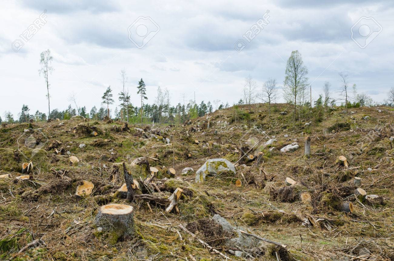 28253523-stumps-at-a-clear-cut-forest-area.jpg