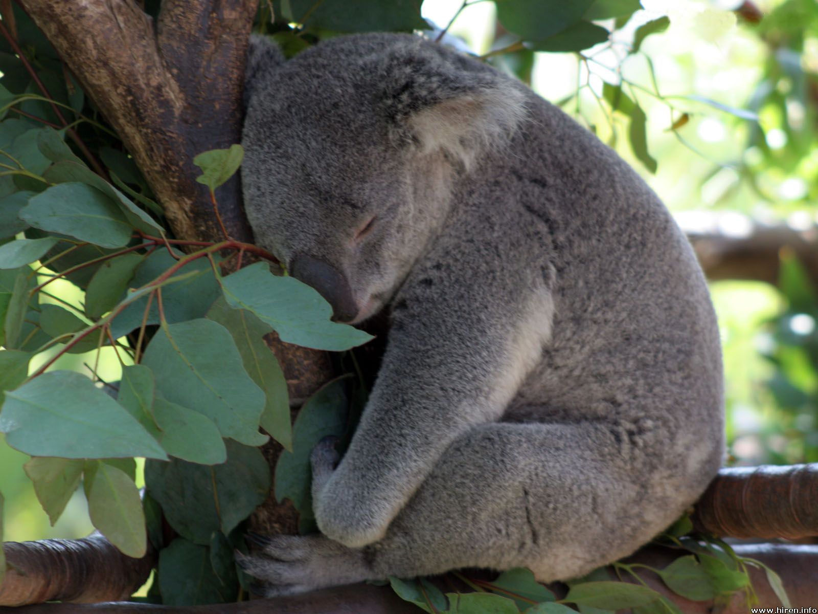 koala-bear-paul.jpg