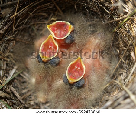 stock-photo-black-headed-wagtail-nest-with-nestling-the-bird-nest-with-hungry-chick-592473860.jpg