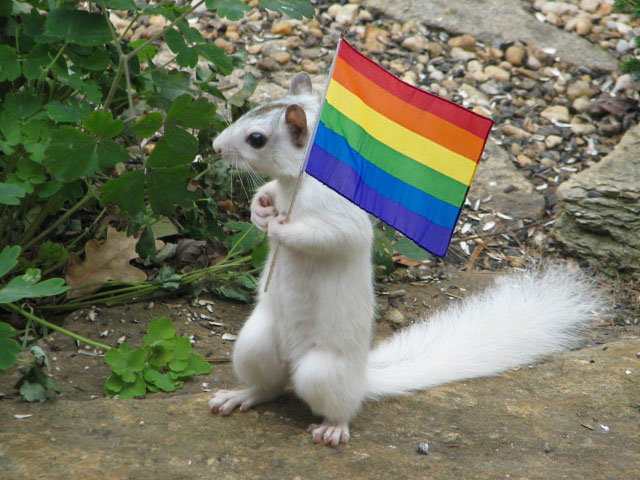 albino_squirrel_rainbow_flag.jpg