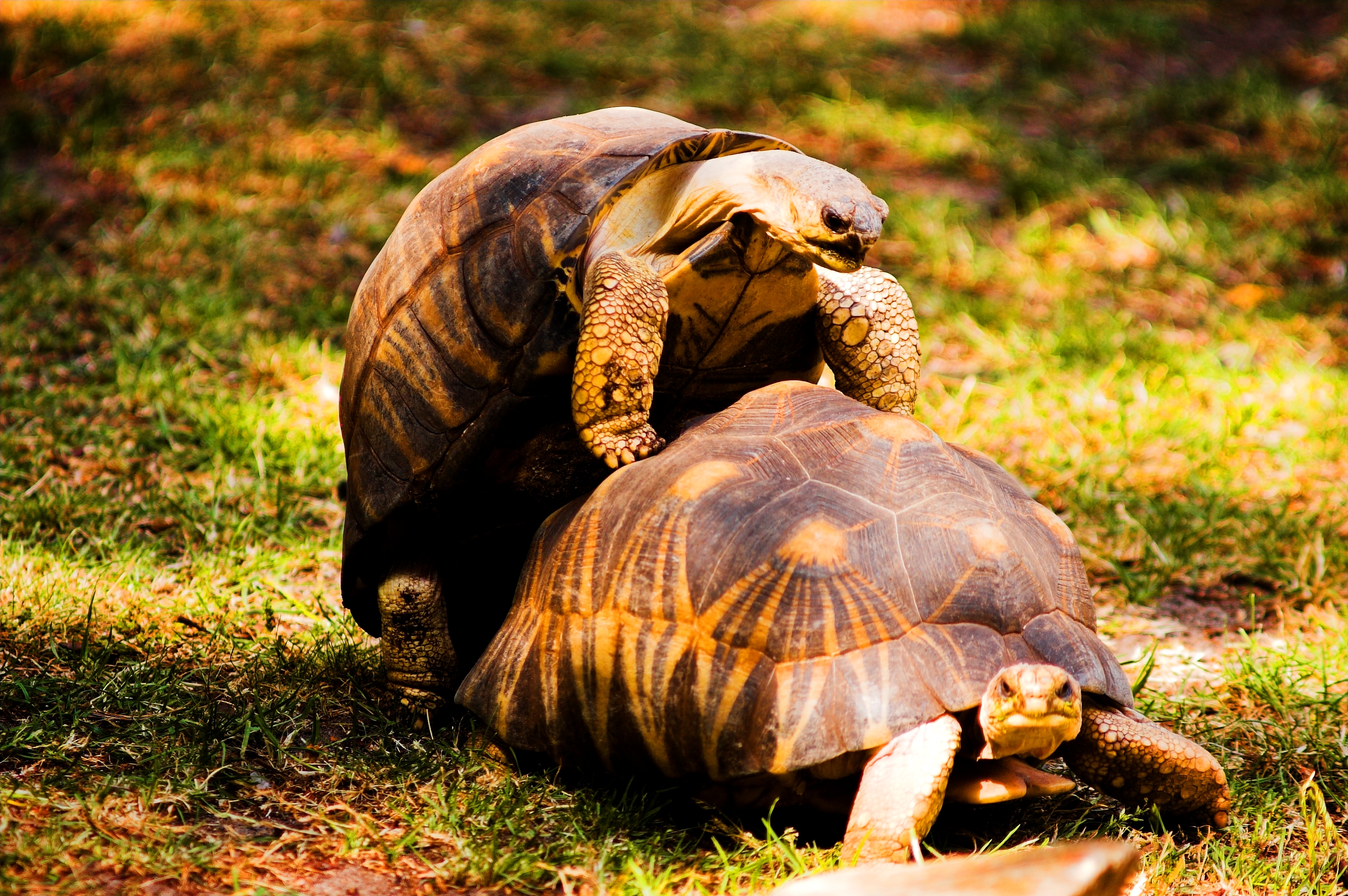 Turtles_mating.jpg