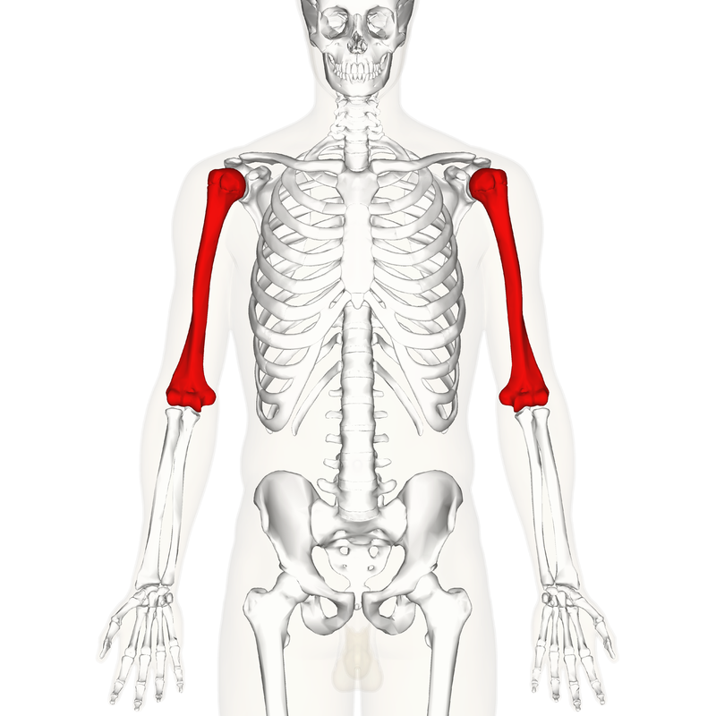 800px-Humerus_-_anterior_view.png